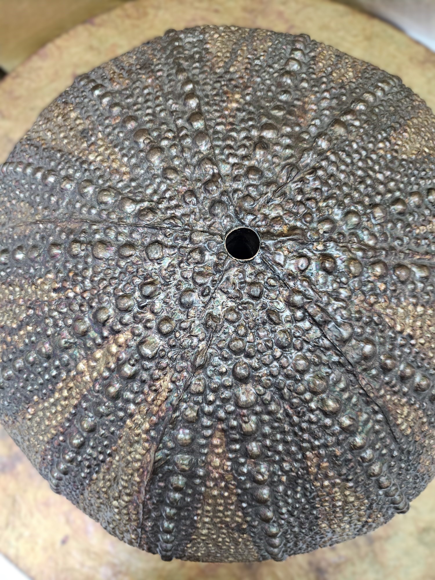 Vasca in resina a forma di riccio